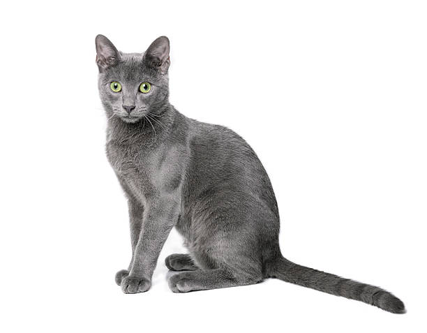 istock Russian blue cat with green eyes posing on isolated background 520277873