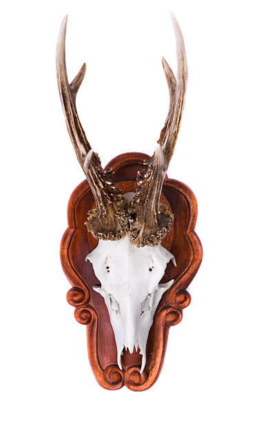 사슴뿔 - antler stag deer animal skull 뉴스 사진 이미지
