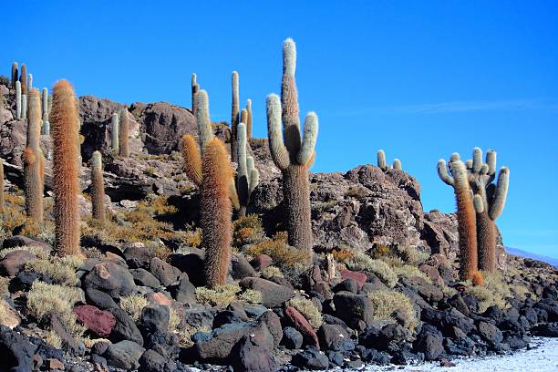 istock the cacti on the Isla Incahuasi 520278525