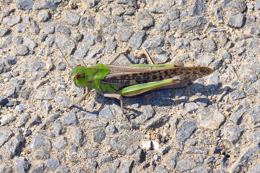 A grasshopper , migratory locust, sitting on a ground..