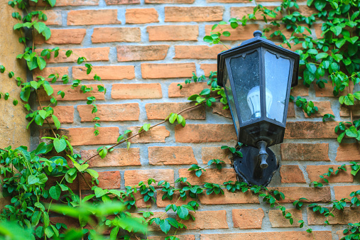 old lamp on the wall, retro background and Green Creeper Plant growing on a brick wall