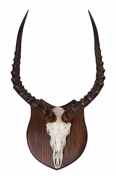 istock Impala hunting trophy on wood 520279183