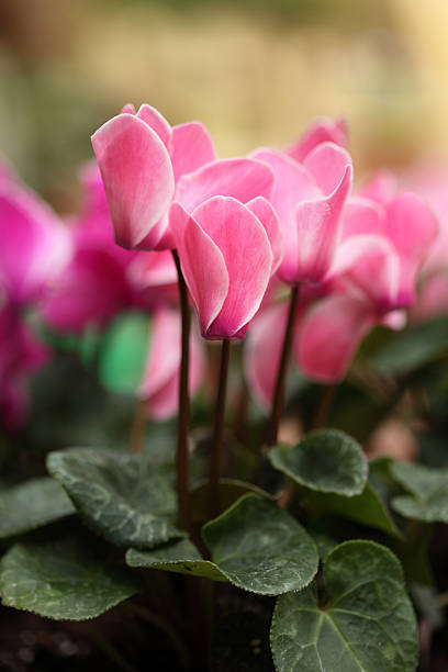 istock Cylamen Flowers 520279519