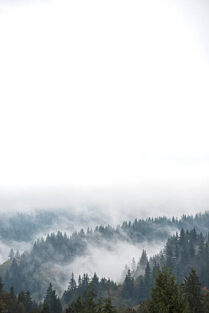 foggy mountain morn / in british columbia / west coast canada
