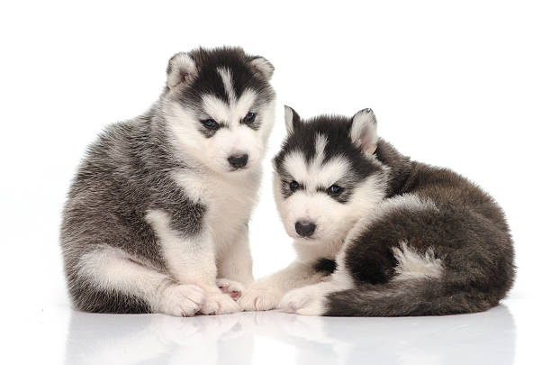 istock Cute black and white siberian husky puppy sitting 520280425