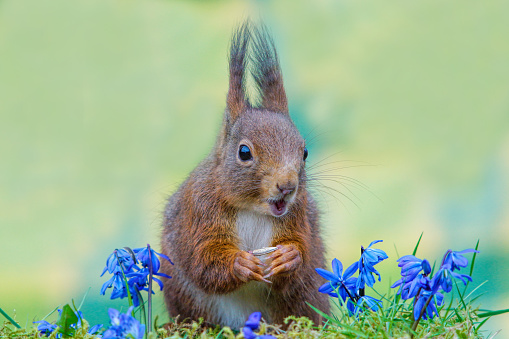 Squirrel in springtime,Eifel,Germany.
