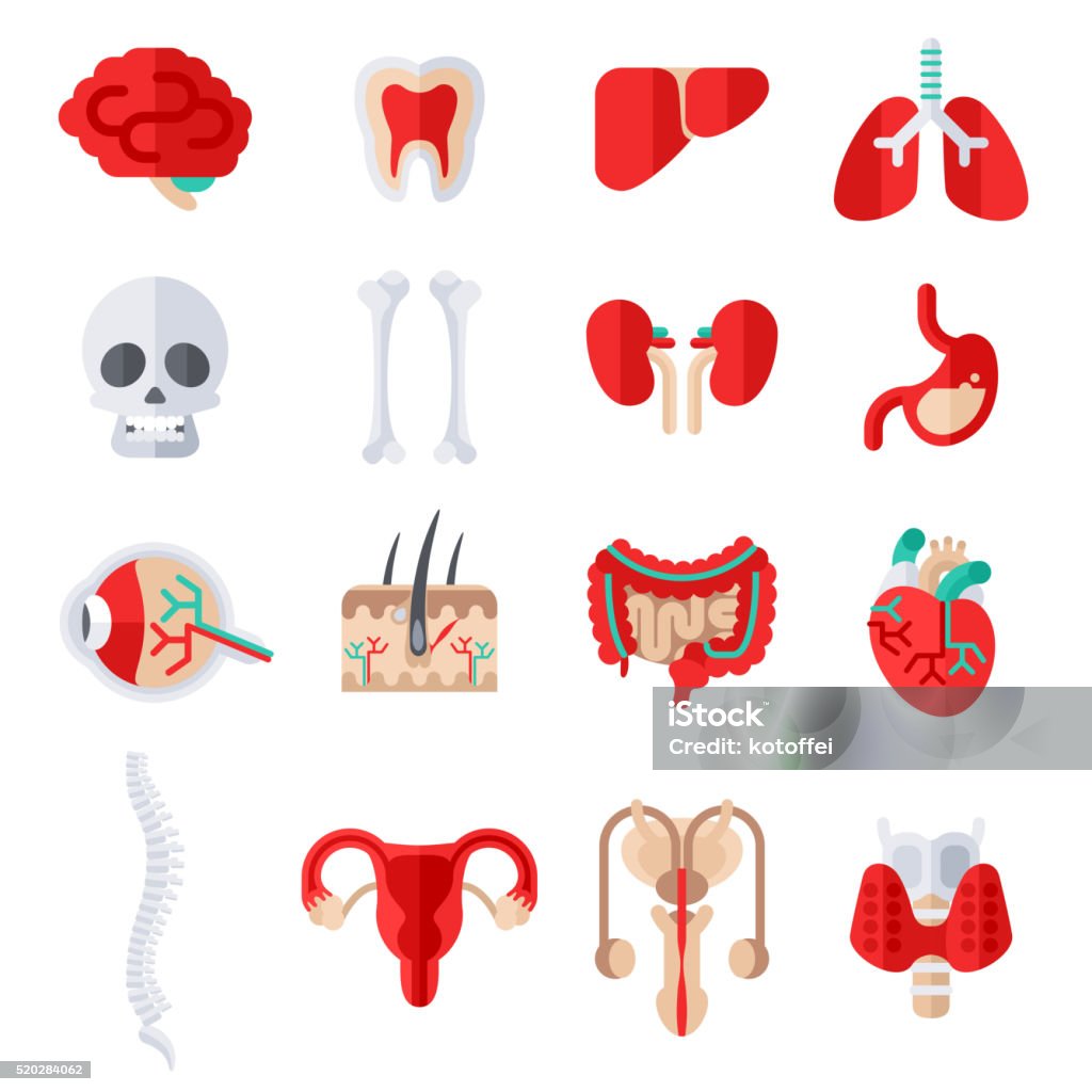 Humanos conjunto de iconos plana de órganos internos - arte vectorial de Asistencia sanitaria y medicina libre de derechos