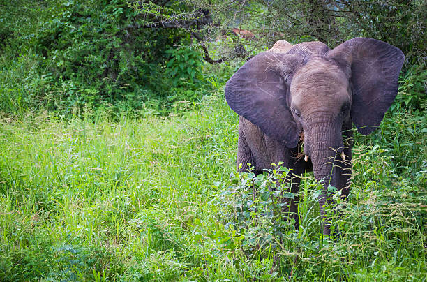 istock Lone Elephant in the brush 520284488