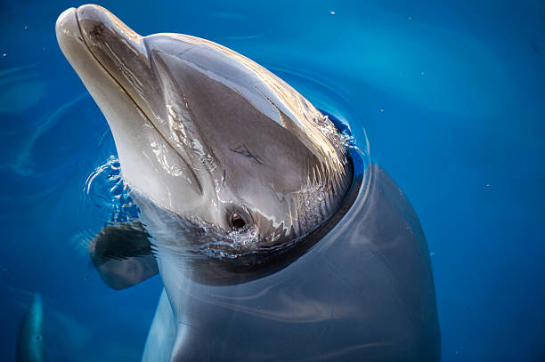 istock dolphing smiling eye close up portrait 520284876