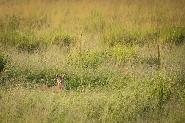 A blackback jackal peaks its head up out of the grass