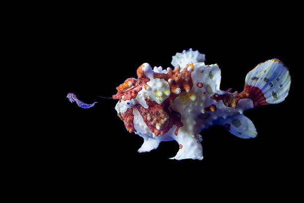 rana marrón y blanco pescado - anglerfish fotografías e imágenes de stock