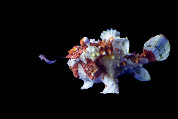 brun et blanc de grenouille poisson - anglerfish sea fish underwater photos et images de collection