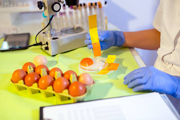 istock Quality control expert inspecting at chicken eggs in the laboratory 520285302