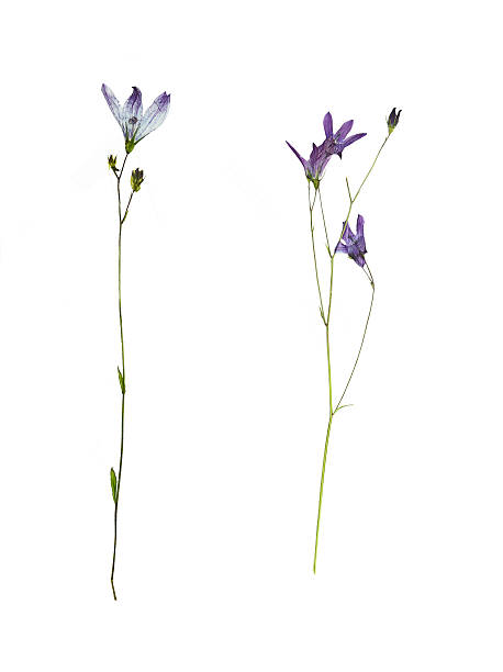 istock Pressed and dried flower campanula. Isolated 520285696