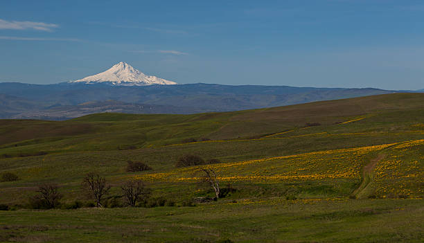istock View on Mt Hood from Columbia Hills 520285878