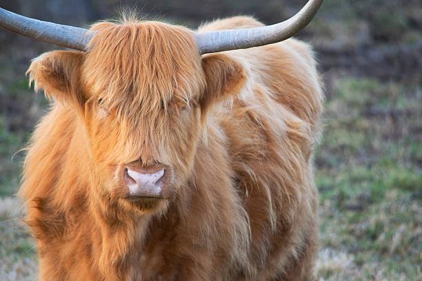 istock Scottish Highland Cow 520286234