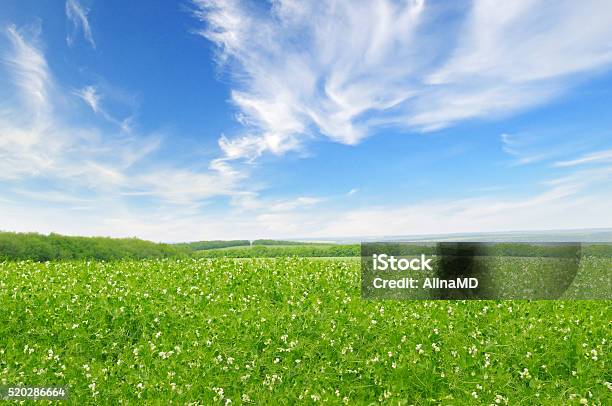 Grünen Feld Und Blauer Himmel Stockfoto und mehr Bilder von Feld - Feld, Grüne Erbse, Himmel