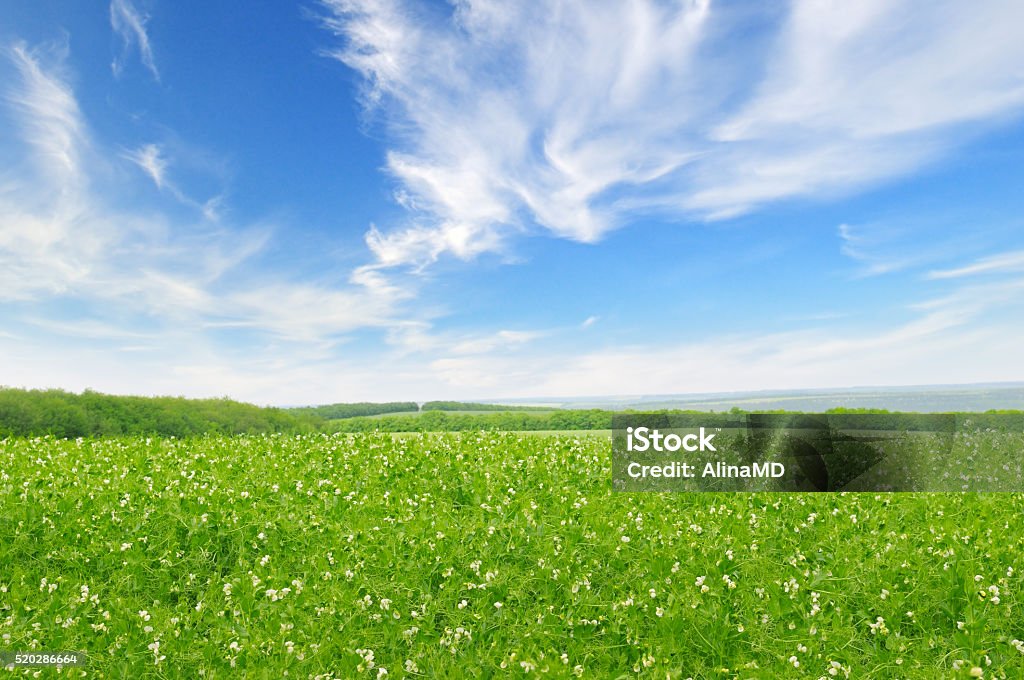 green field and blue sky green field and blue sky with light clouds Agricultural Field Stock Photo