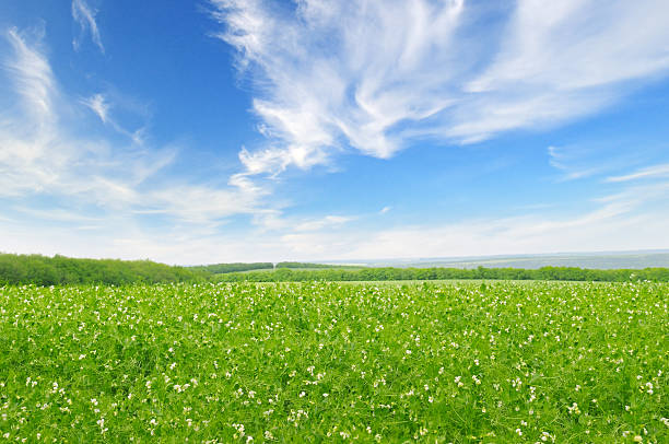 green field and blue sky green field and blue sky with light clouds leath stock pictures, royalty-free photos & images