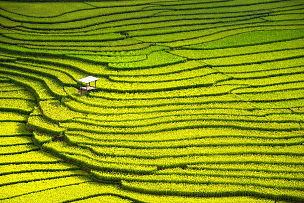 hermoso paisaje vista de terrazas de arroz y casa - bancal fotografías e imágenes de stock
