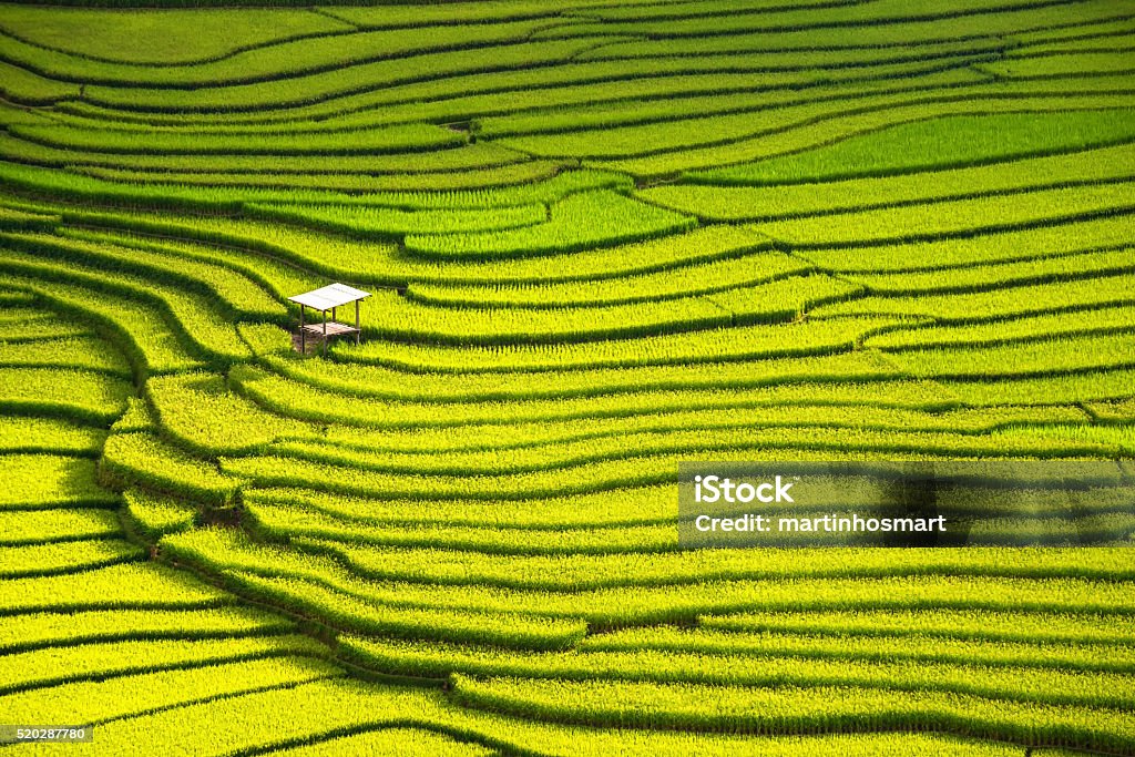 beautiful landscape view of rice terraces and house Rice Paddy Stock Photo