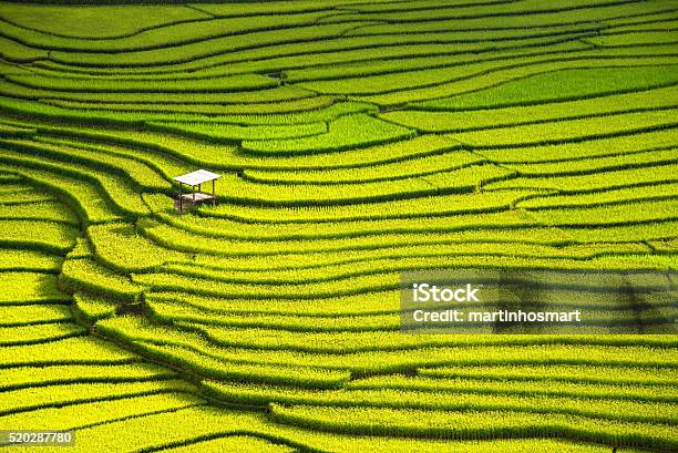 Beautiful Landscape View Of Rice Terraces And House Stock Photo - Download Image Now
