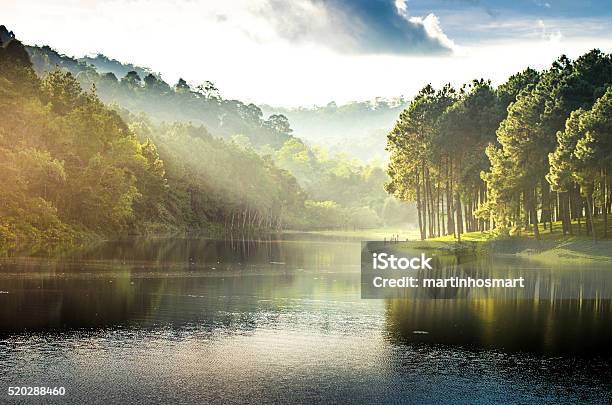 Pang Ung Reflection Of Pine Tree In A Lake Stock Photo - Download Image Now - Forest, Activity, Adventure