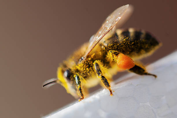 Macro Photography of Bee on Yellow Dandelion Flower