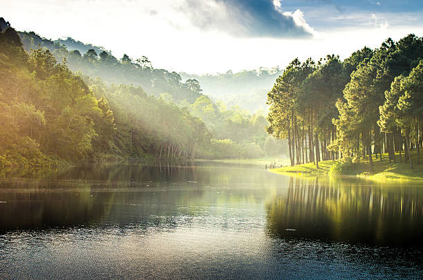 pang ung, reflektiert in einem see pine tree - forrest lake lichtstimmung nebel stock-fotos und bilder