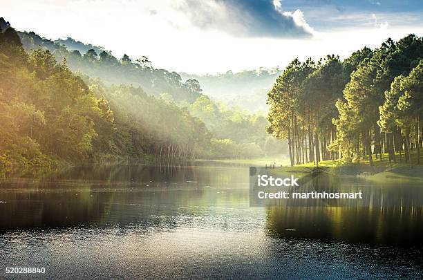 Pang Ung Reflection Of Pine Tree In A Lake Stock Photo - Download Image Now - Tree, River, Lake