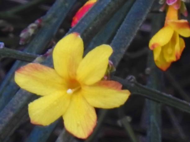 istock Twigs with yellow flowers 520289906
