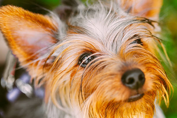 istock Close Up Cute Yorkshire Terrier Dog 520290360