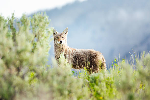 Coyote in the wild nature