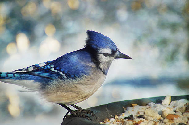 Digital art, paint effect, Blue jay, winter scenery