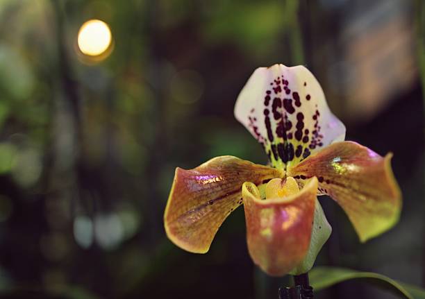 istock in greenhouse, Moscow, Russia 520291680
