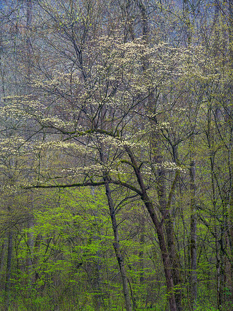 cornus, chuva - great smoky mountains great smoky mountains national park tree group of objects - fotografias e filmes do acervo