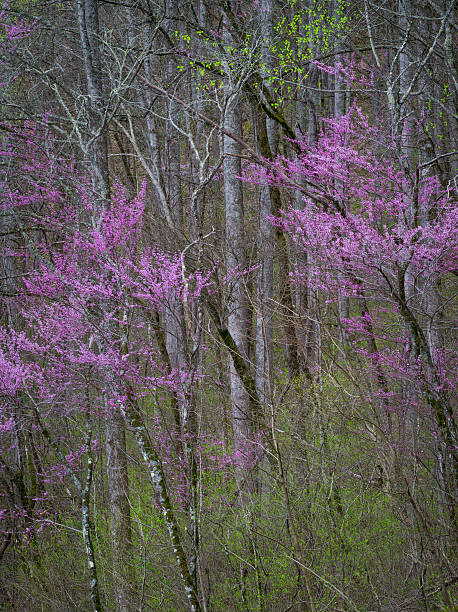 árvore de judas - great smoky mountains great smoky mountains national park tree group of objects - fotografias e filmes do acervo