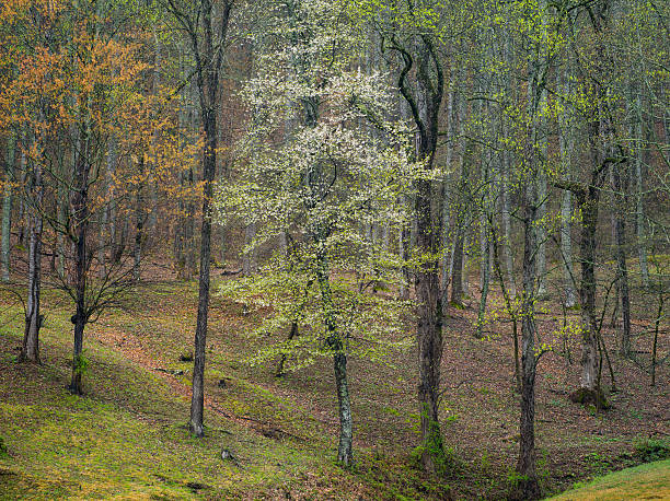 cornus e início primavera floresta - great smoky mountains great smoky mountains national park tree group of objects - fotografias e filmes do acervo