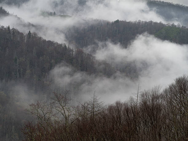 nuvens baixas e colinas - great smoky mountains great smoky mountains national park tree group of objects - fotografias e filmes do acervo