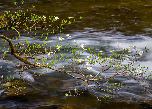 cornus florida, médio ponta aguçada, pequeno rio - great smoky mountains great smoky mountains national park tree group of objects - fotografias e filmes do acervo