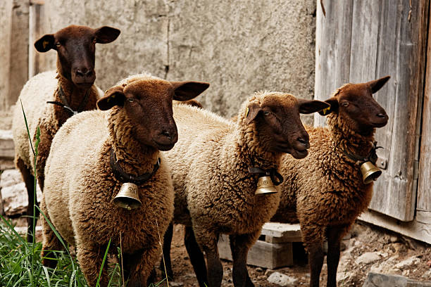 sheep in farm