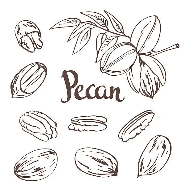 Vector illustration of Green Pecan nuts with leaves and dried Pecan nuts.