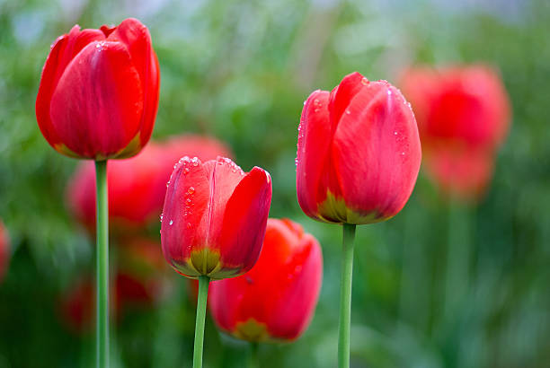 istock Fresh Spring tulips flowers with water drops in the garden 520292982
