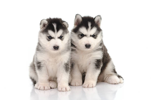 istock Cute black and white siberian husky puppy sitting 520294509