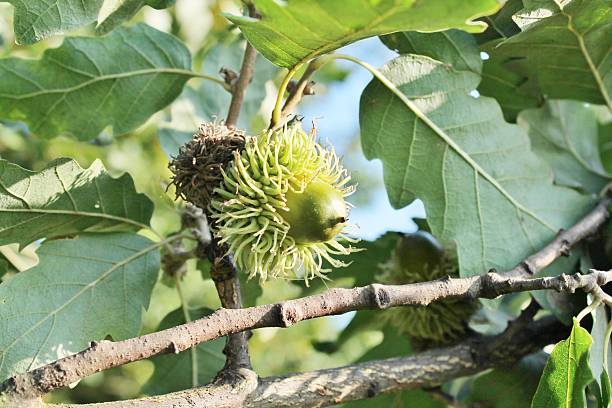 bur oak gland sur tree - cocklebur photos et images de collection