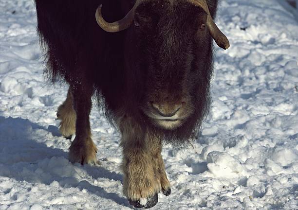 istock animals zoo, Moscow, Russia 520295888