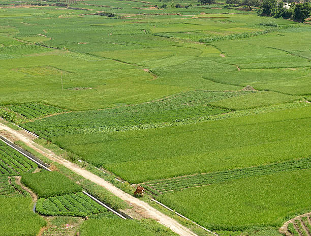 istock green farm land 520296039