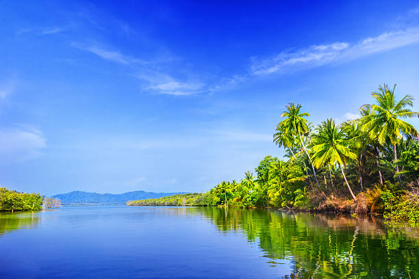 istock River and palms trees in Thailand 520296120