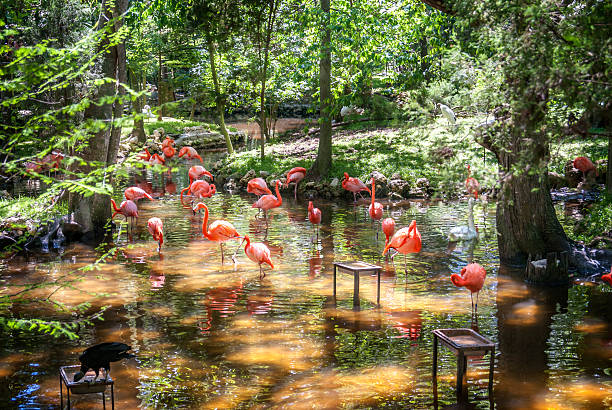 istock Pink Flamingos 520297705