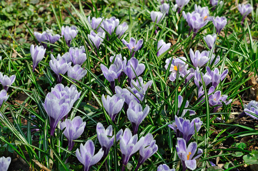 Group of blooming crocus in its natural environment, Moscow, Russia